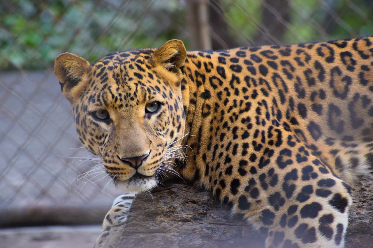 Golden Triangle with Wildlife