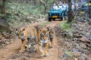 Jaipur to Ranthambhore