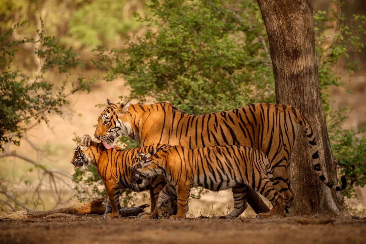 Heritage Rajasthan With Wildlife